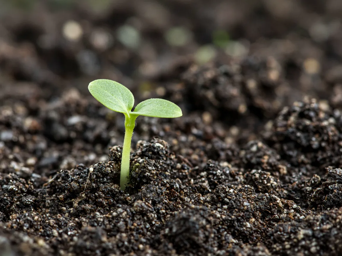 Illustration of a green sprout pushing up through dark soil